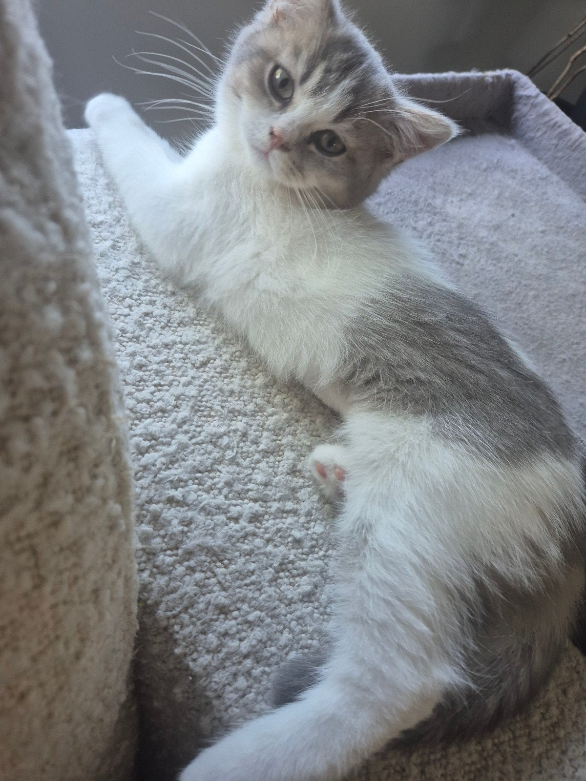 Britse korthaar kittens, Dieren en Toebehoren, Meerdere dieren, Gechipt, 0 tot 2 jaar