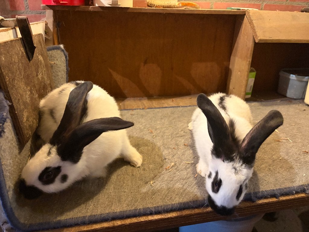 Reuzevlinder/Lotharinger, Dieren en Toebehoren, Konijnen, Vrouwelijk, Groot, 0 tot 2 jaar
