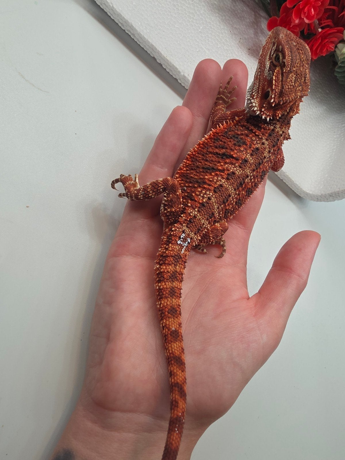 dark red monster, het hypo,vrouw