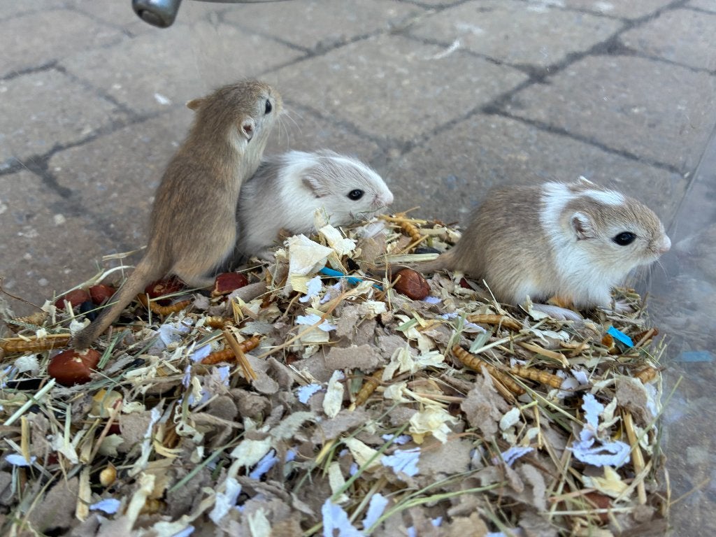 3 jonge gerbils pups, Dieren en Toebehoren, Meerdere dieren, Overige typen, Tam, September