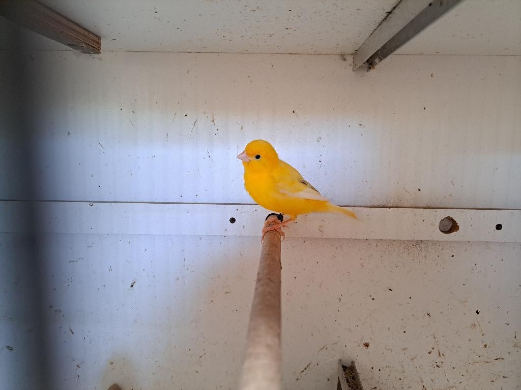 Kanarie, Dieren en Toebehoren, Mannelijk
