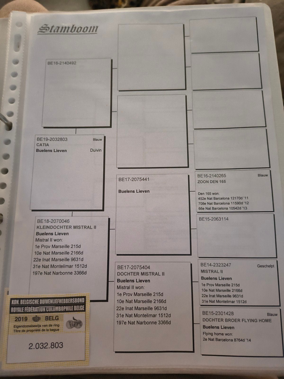 duivin zware fond Buelens, Dieren en Toebehoren