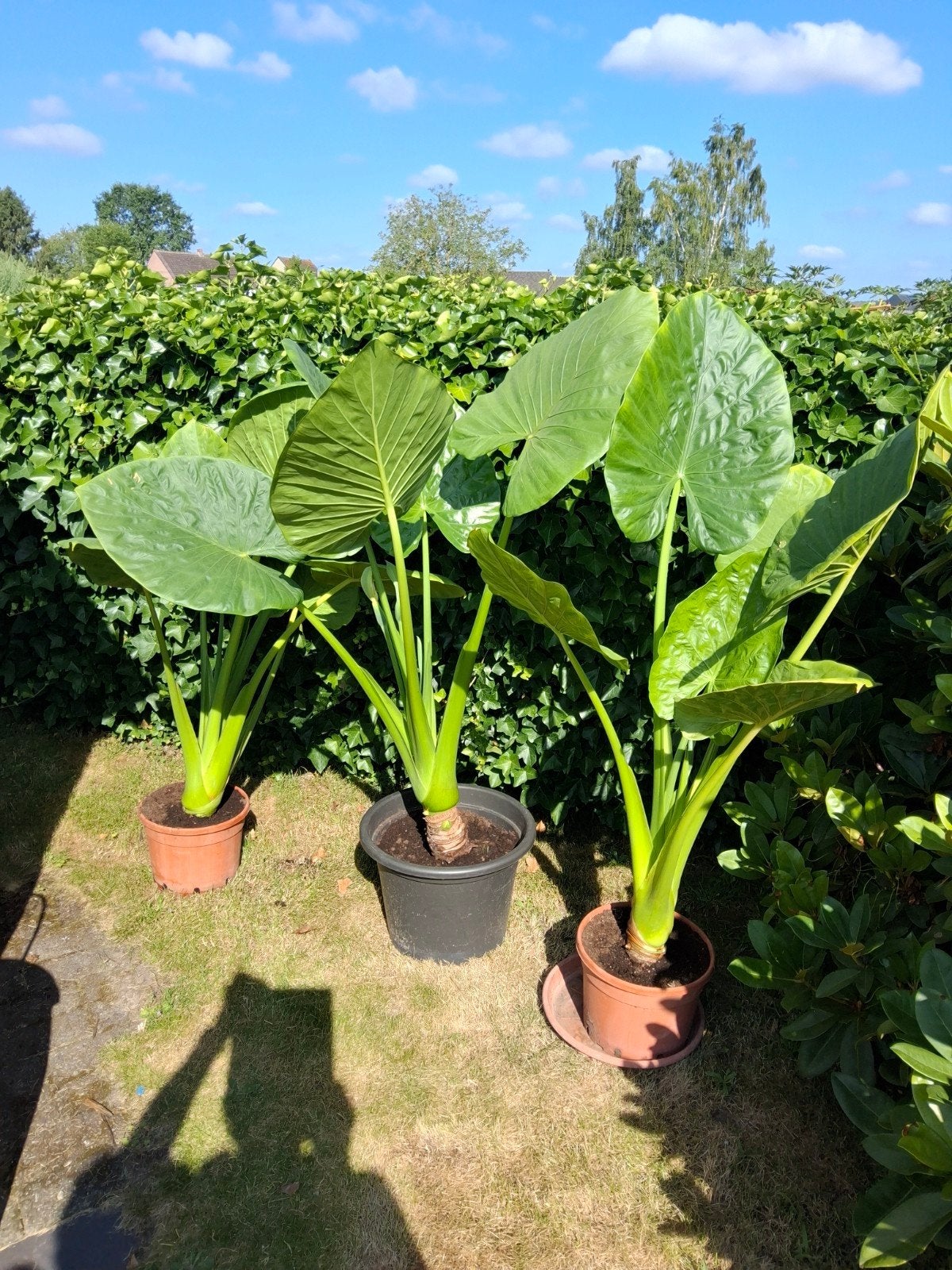 ALOCASIA planten, Tuin en Terras, Planten | Tuinplanten, Ophalen