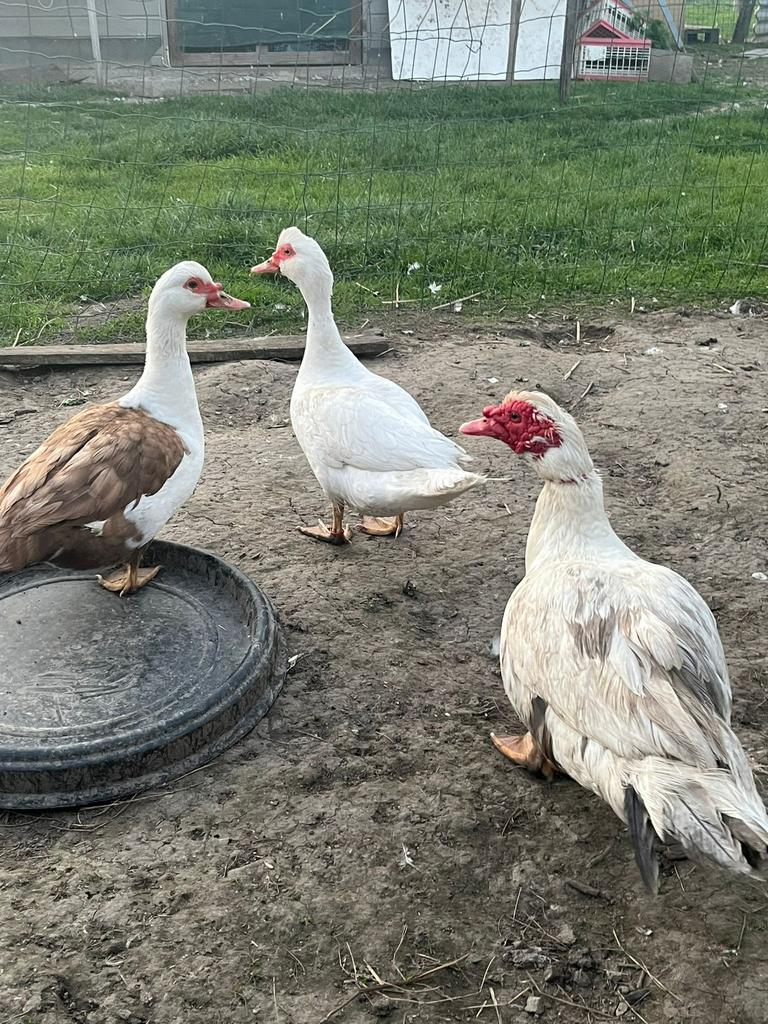 Trio mooie barberie eenden