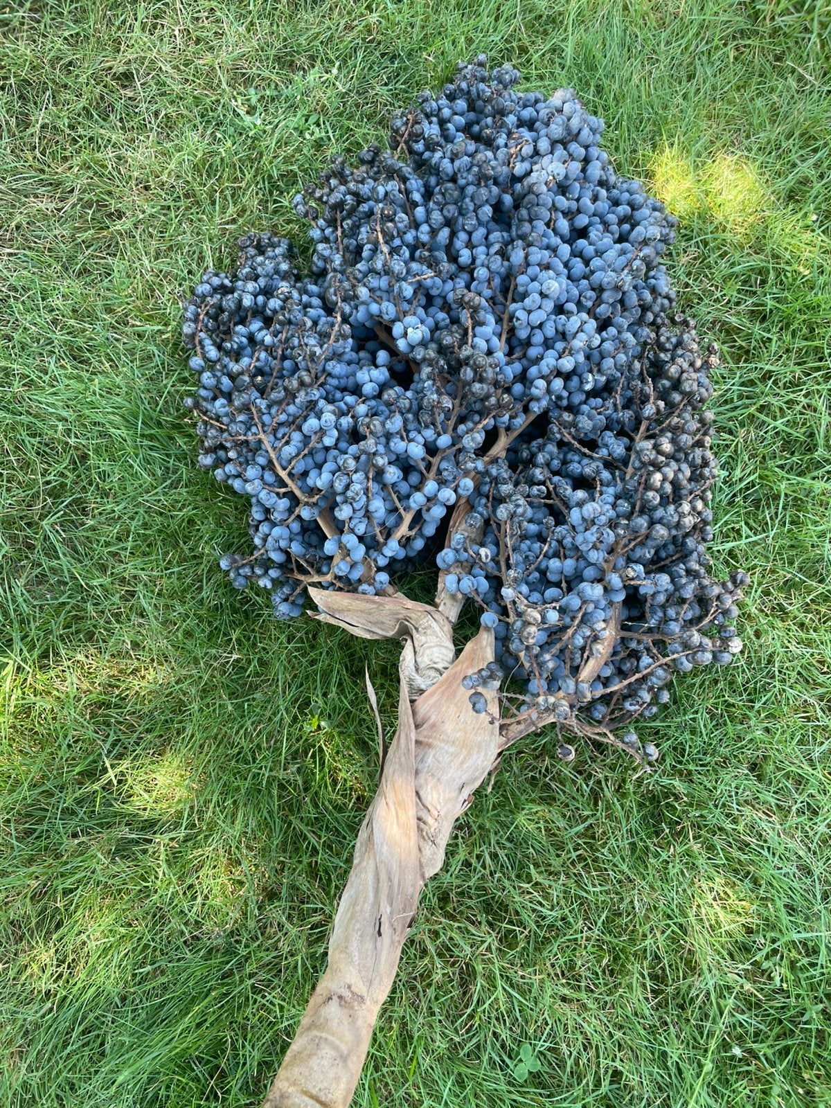 Mooie grote verse tak trachycarpus WAGNERIANUS ZADEN, Tuin en Terras, Bloembollen en Zaden, Ophalen, Zaad