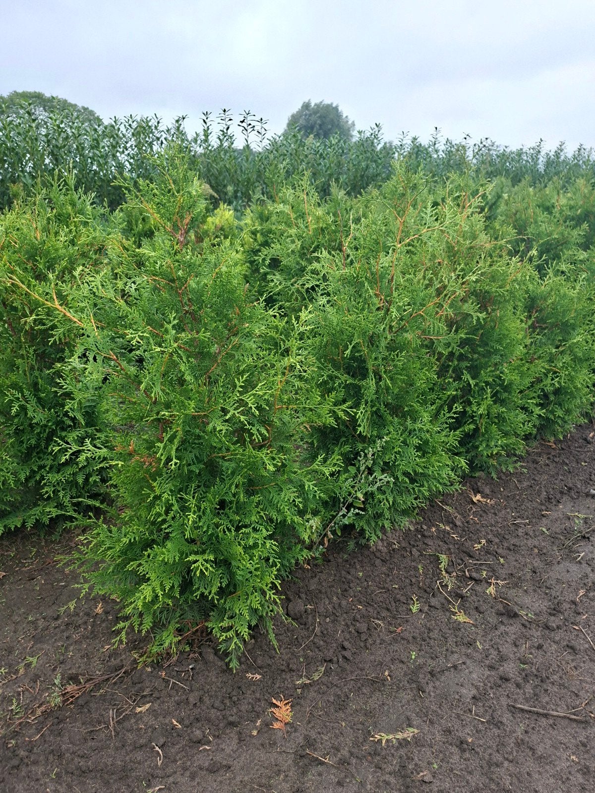 conifeer, thuja occidentalis brabant. tot 160 cm, Ophalen of Verzenden, Conifeer