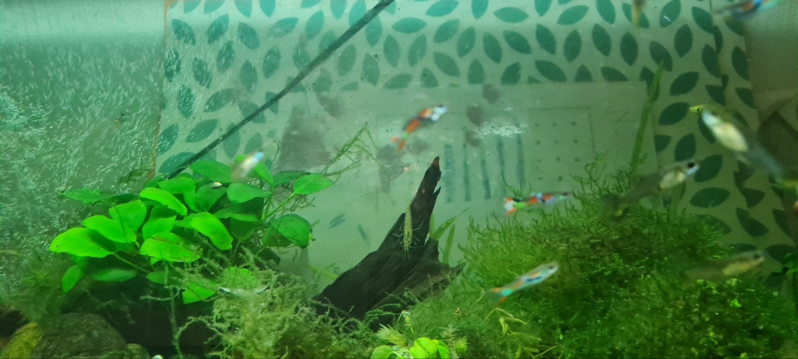 échange uniquement échange de GuppY par des crevettes