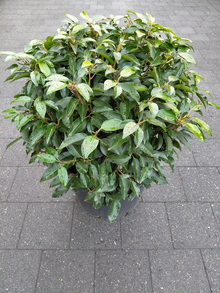 Prunus Lusitanica bol, Ophalen, Halfschaduw