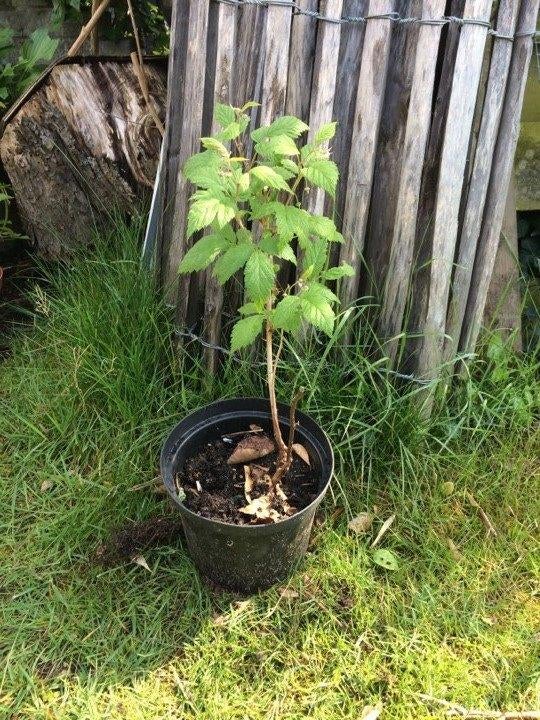 framboos planten, Tuin en Terras, Planten | Tuinplanten, Ophalen, Volle zon, Vaste plant, Fruitplanten