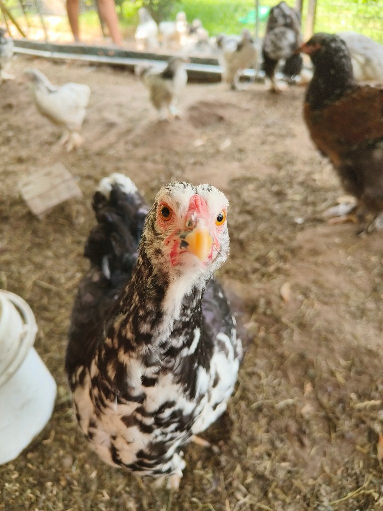 Brahma kuikens, Meerdere dieren, Kip