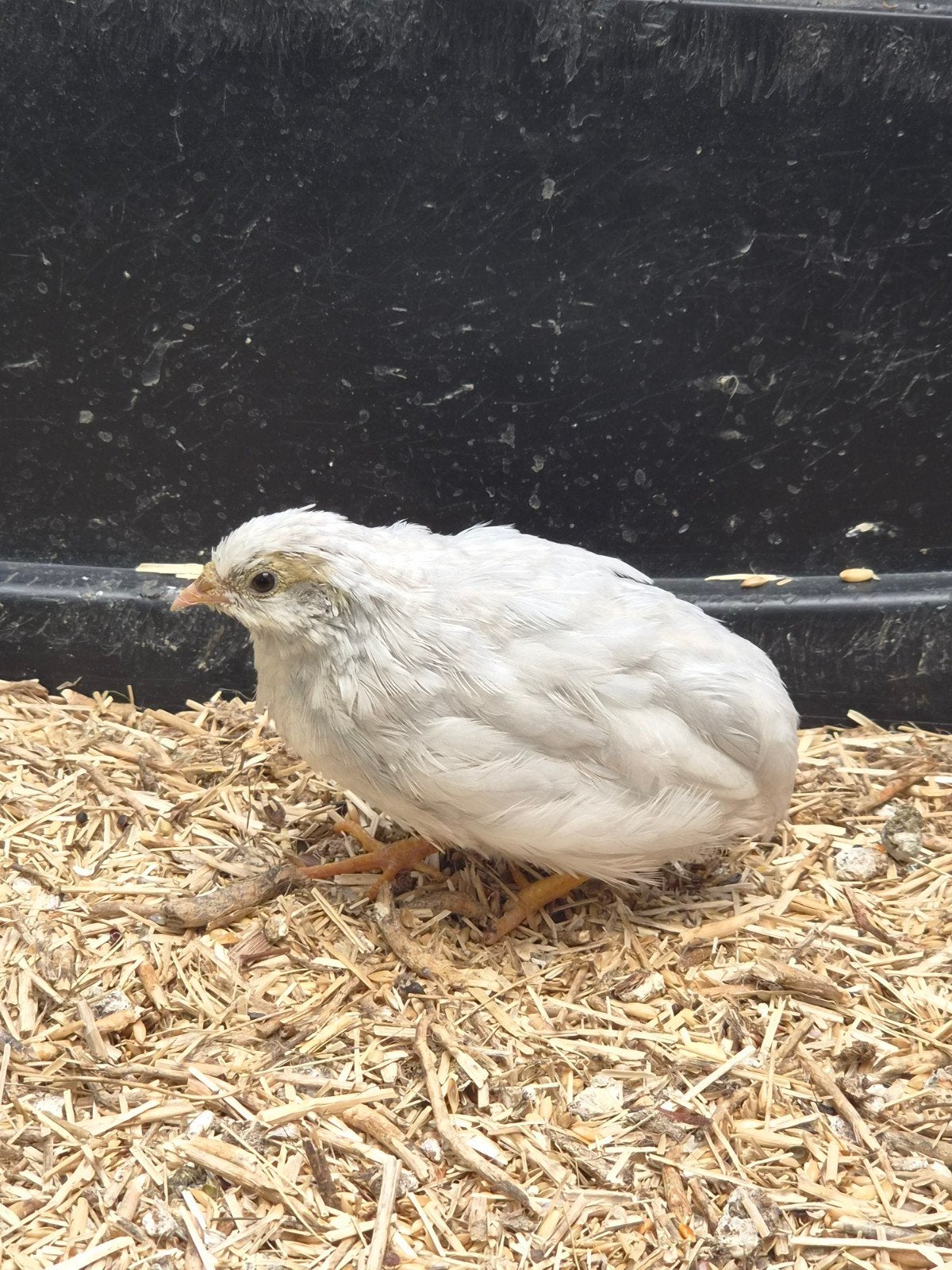 jonge japanse dwergkwartel Man, Dieren en Toebehoren, Vogels | Overige Vogels, Mannelijk, Tropenvogel