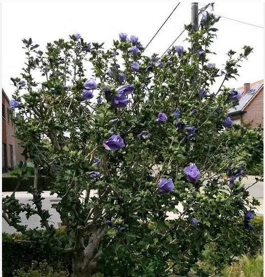 Hibiscus met blauw/paarse bloemen, Tuin en Terras, Ophalen