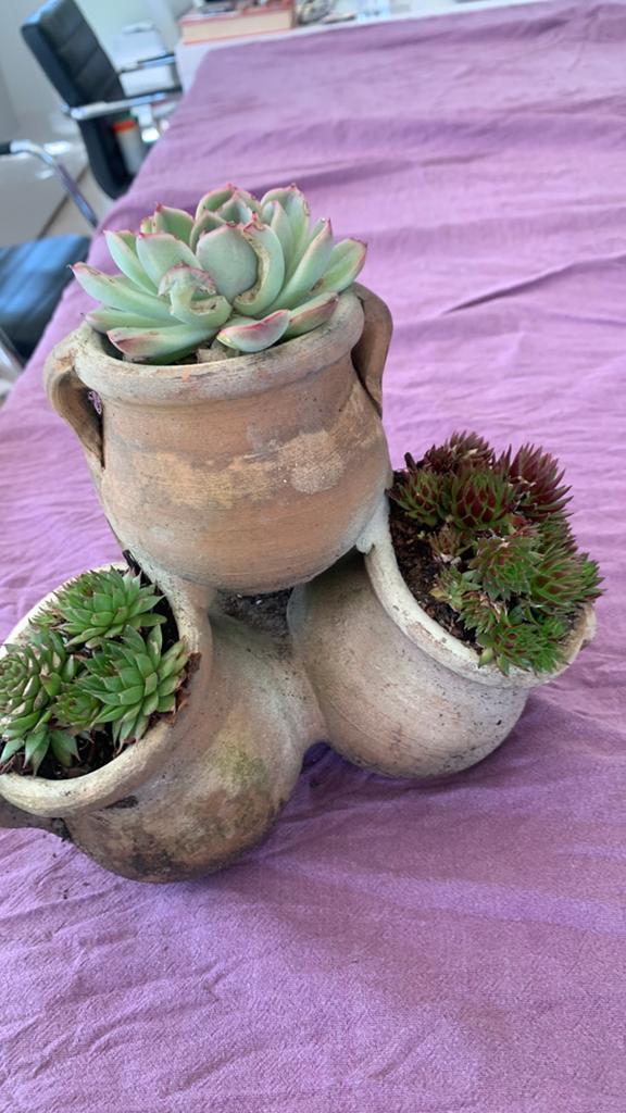 unieke bloempot met verschillende soorten Sempervivum, Ophalen
