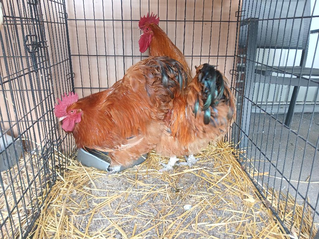 Prachtige hanen, Dieren en Toebehoren, Pluimvee, Mannelijk, Kip