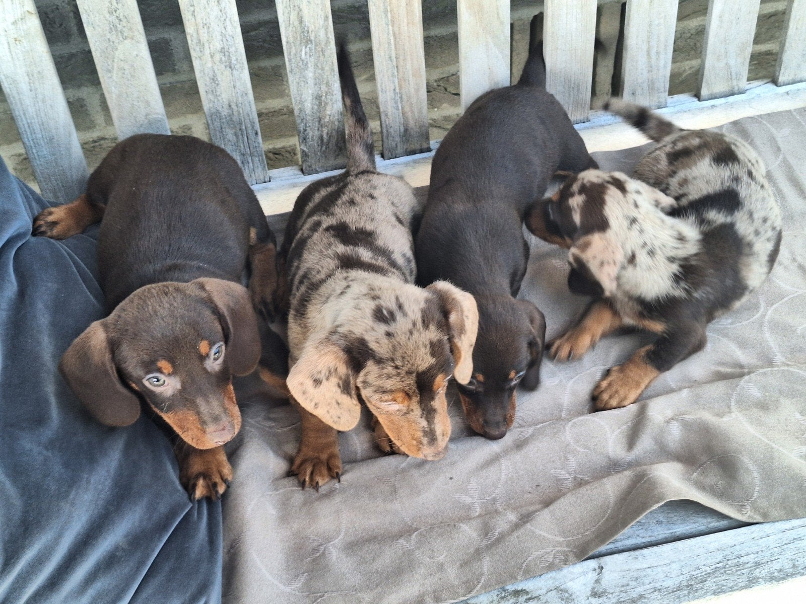 Dwergteckel puppy's, Dieren en Toebehoren, België, CDV (hondenziekte), 8 tot 15 weken, Korthaar