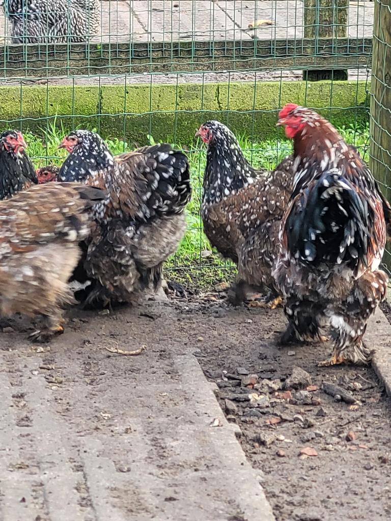 Hennen Brahma porselein, Dieren en Toebehoren, Pluimvee