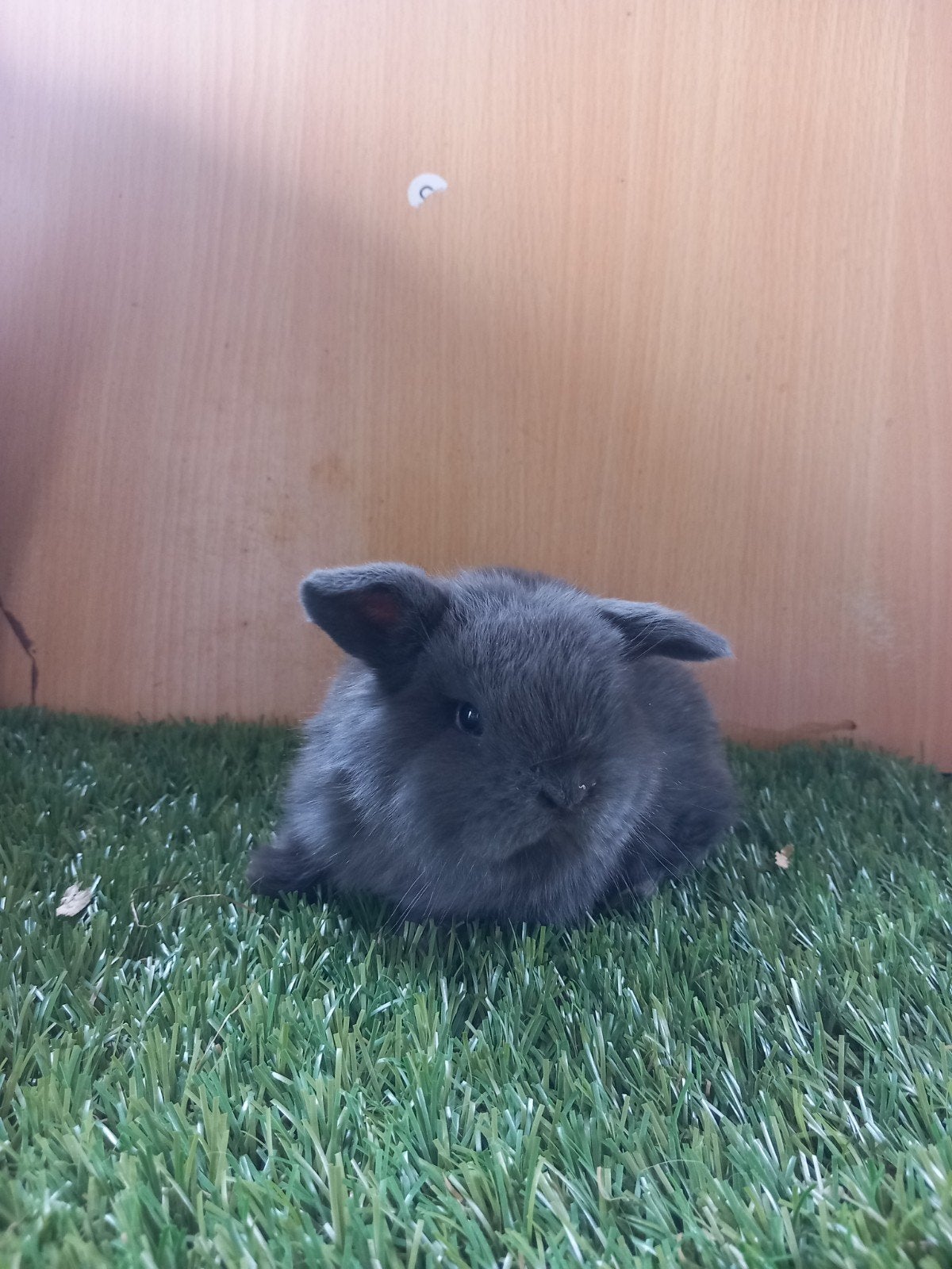 minilop voedstertje, Femelle, Petit, Oreilles tombantes, 0 à 2 ans