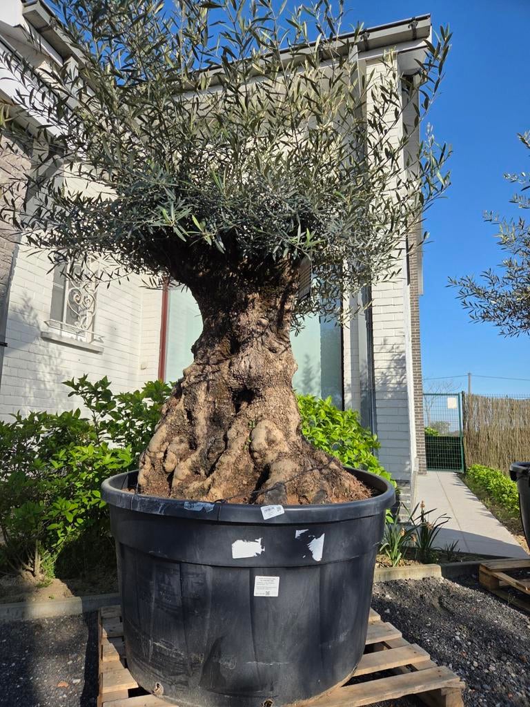 Olijfboom Olea Europaea Bonsai, Ophalen, Olijfboom