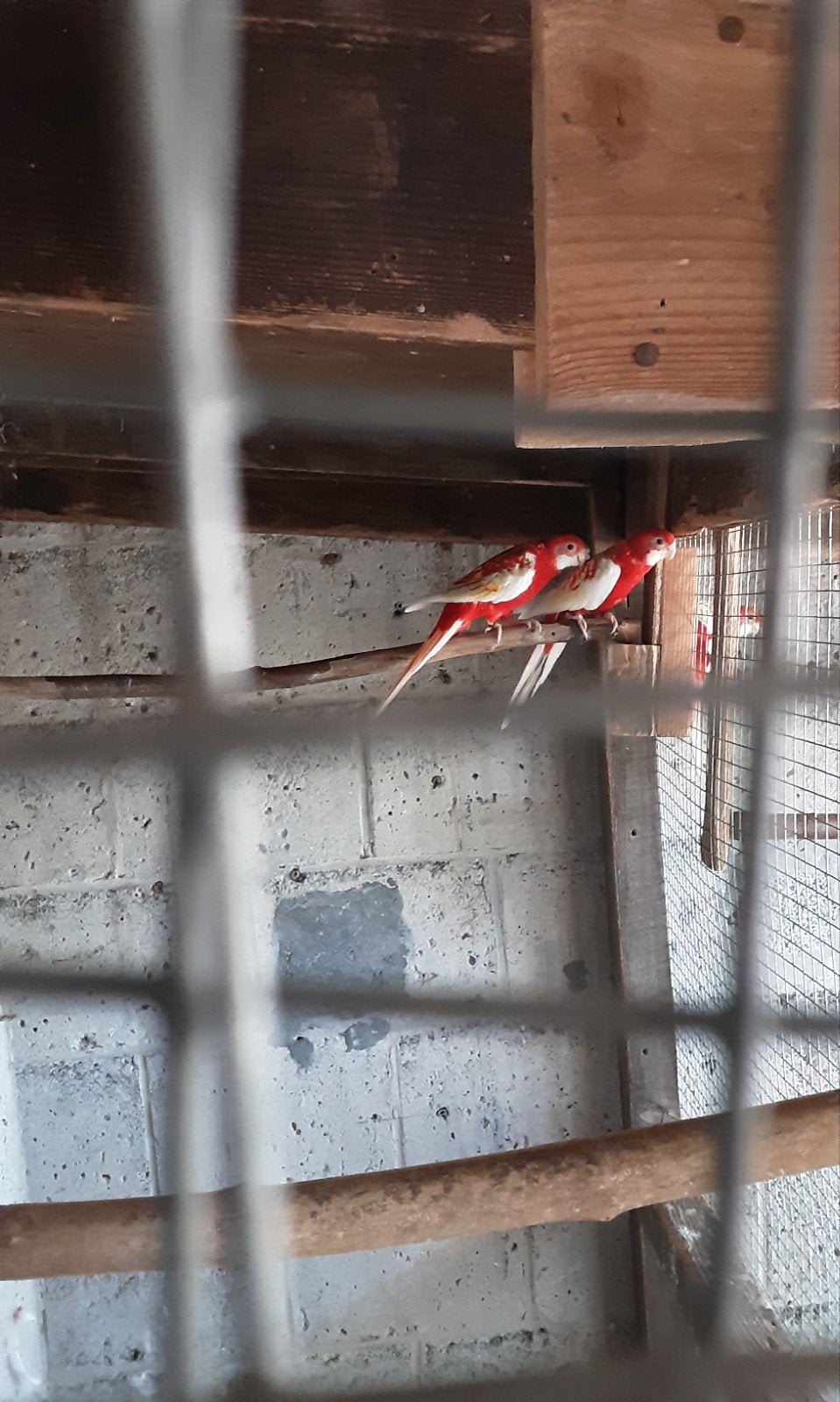 rosellas, Dieren en Toebehoren, Vogels | Parkieten en Papegaaien