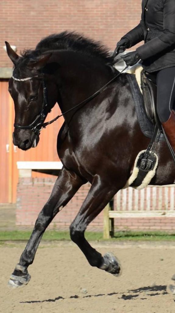 recreatiepaard te koop, Animaux & Accessoires, Chevaux, Jument, Cheval de récréation