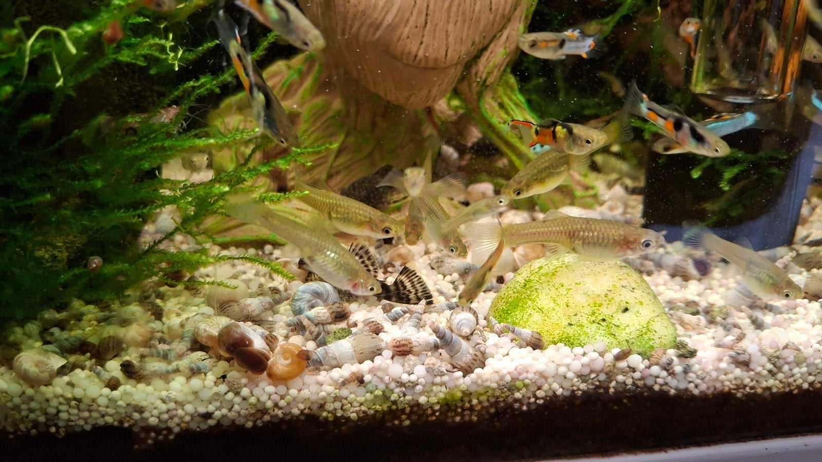 Endler guppy's mix, Dieren en Toebehoren