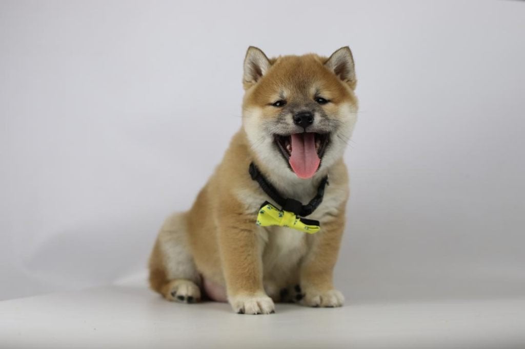 Chiots Shiba Inu belges :, Maladie de Carré (chiens), Plusieurs, Chien de traîneau, Belgique