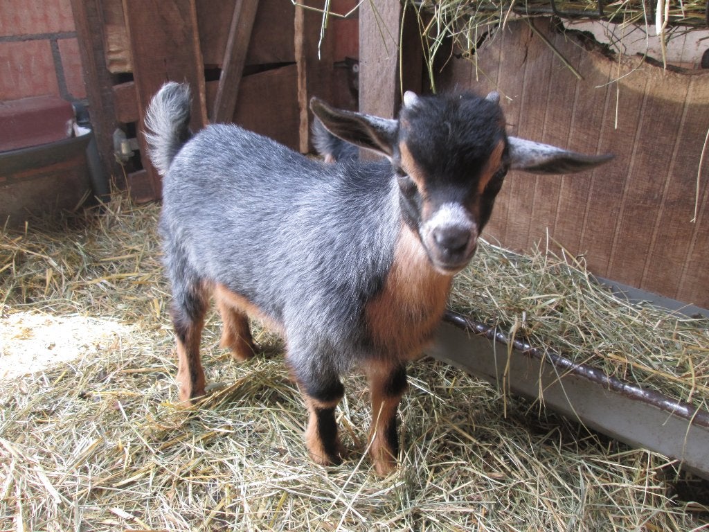Blauwschimmel tan bokje van Jill, Mâle, Chèvre, 0 à 2 ans