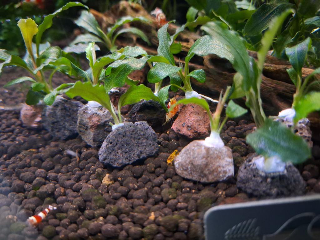 Aquarium plant Bucephalandra wavy green, Dieren en Toebehoren, Vogels | Overige Vogels