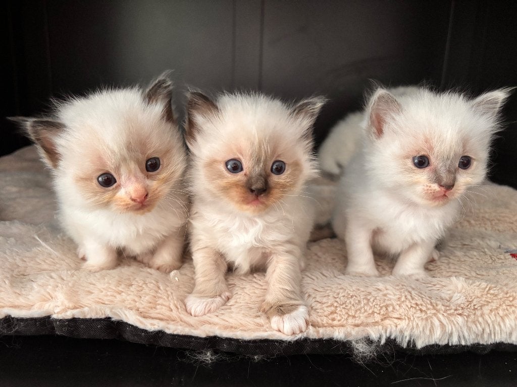 Ragdoll kittens, Meerdere dieren, Gechipt, 0 tot 2 jaar