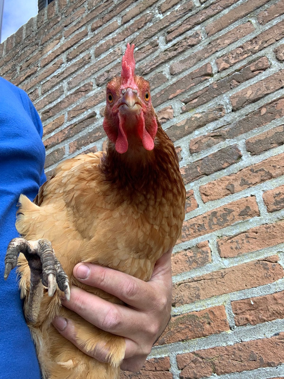 Heel wat jonge legkippen te koop, Dieren en Toebehoren, Pluimvee