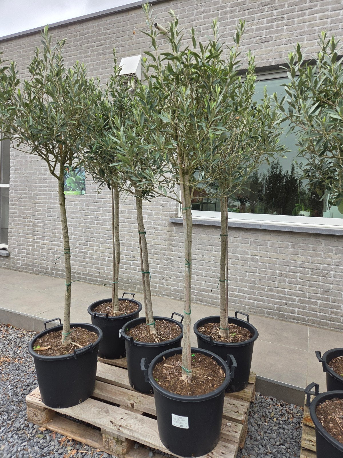 Olijfboom Olea Europaea, Ophalen, Olijfboom