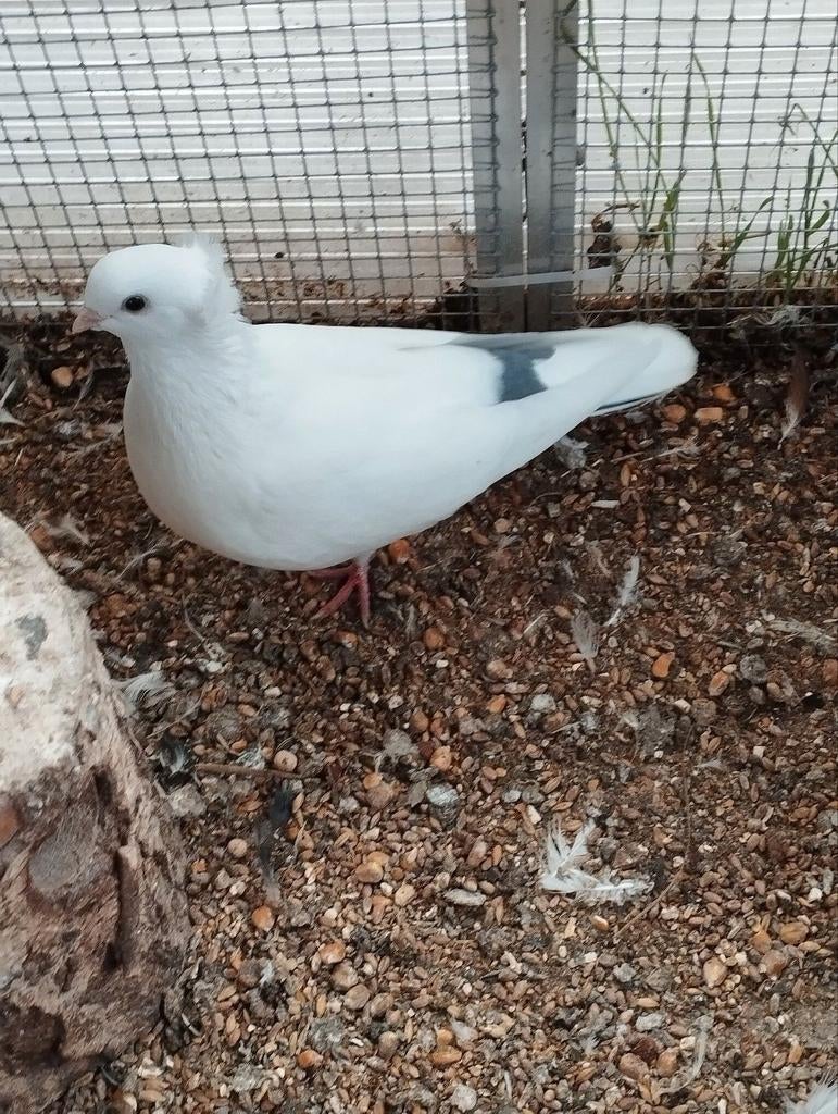 Sierduiven, Dieren en Toebehoren