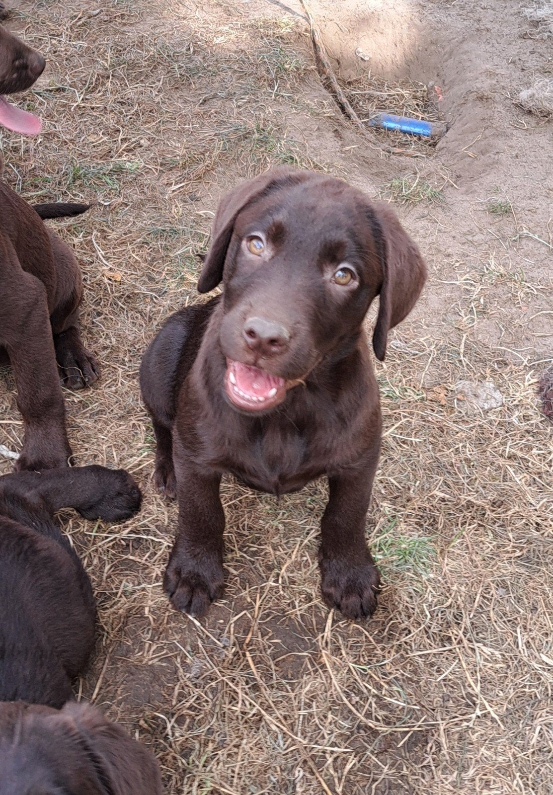 Lieve labrador pups op boerderij ouders getest, Parvo, België, 8 tot 15 weken, Labrador retriever