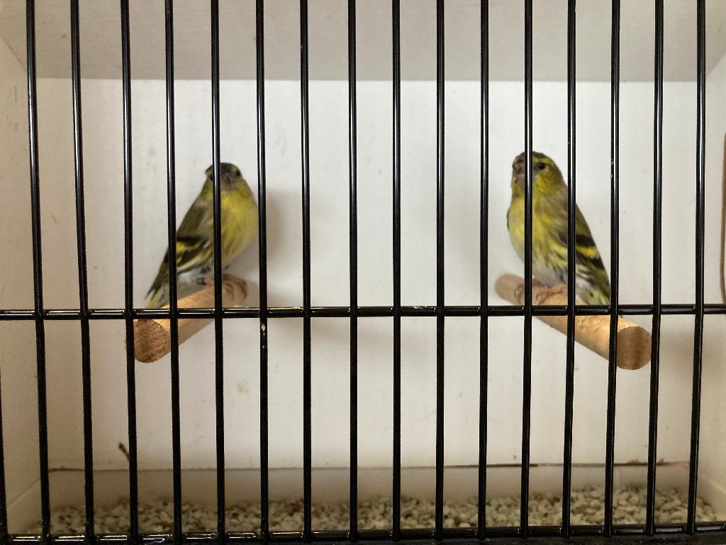 vogels, Plusieurs animaux, Oiseau chanteur sauvage, Bagué