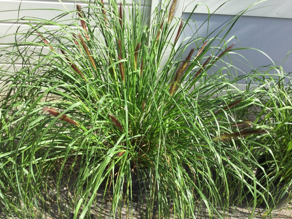 Planten, 3 prachtige grote siergrassen potmaat 25cm, Ophalen, Vaste plant, Siergrassen