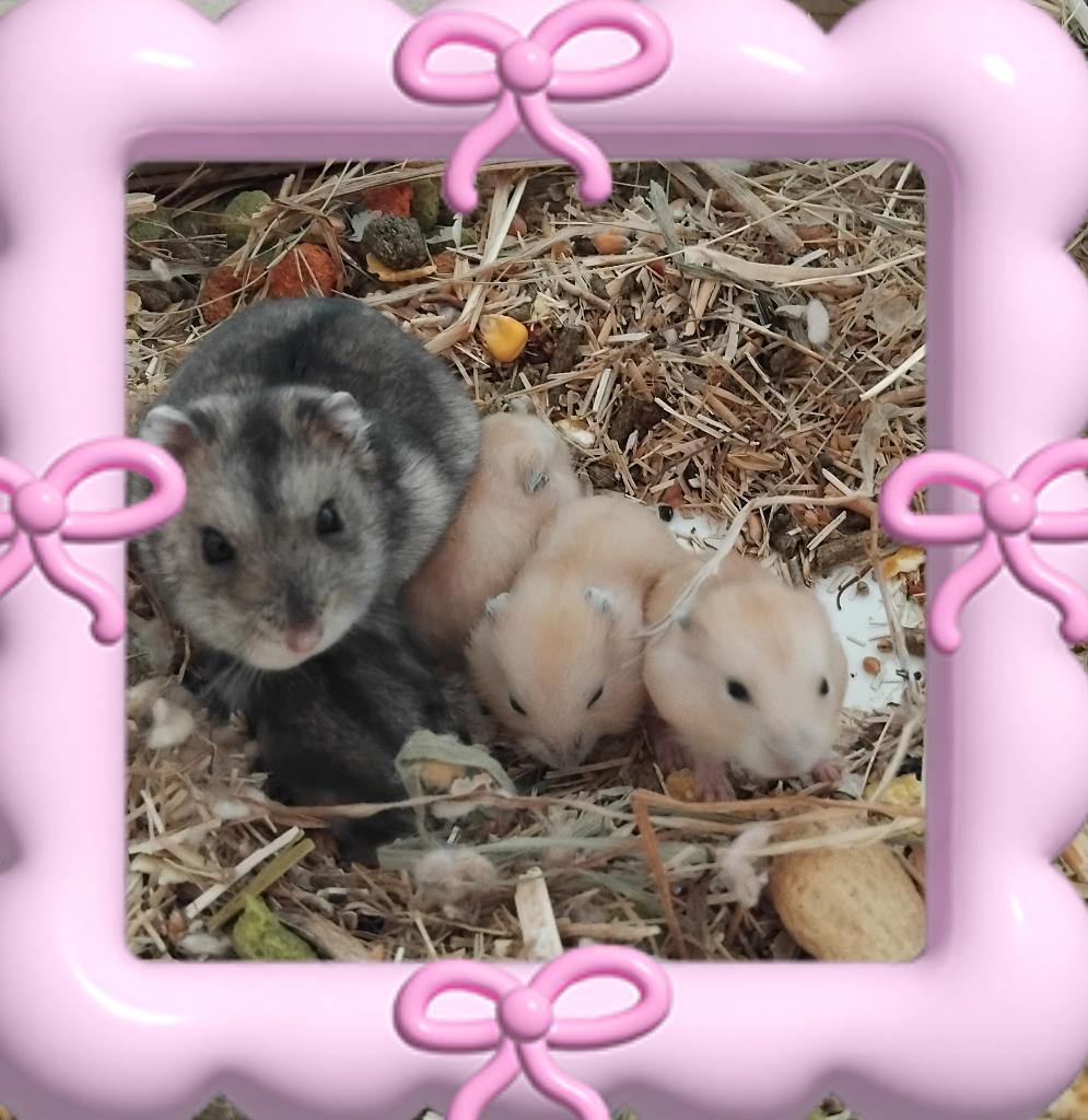 Mooie handtamme russische dwerghamsters, Animaux & Accessoires, Rongeurs, Plusieurs animaux, Hamster, Mai, Domestique