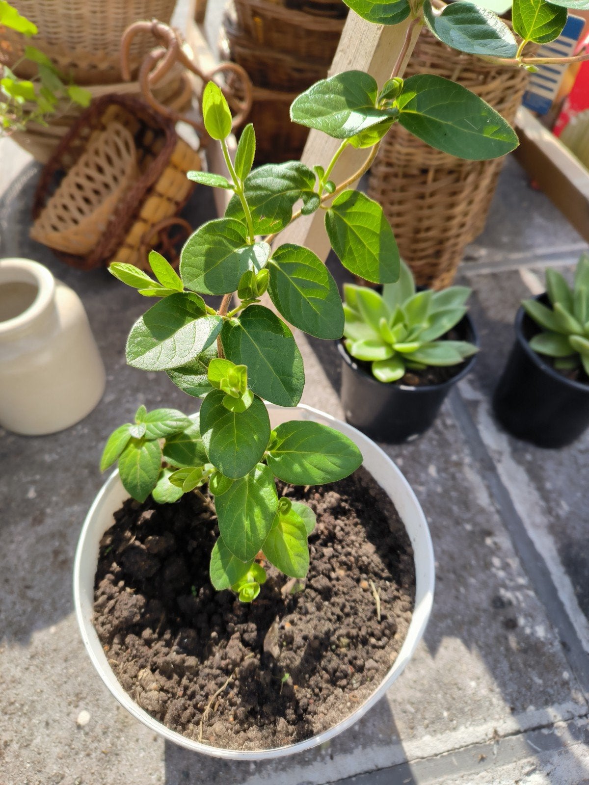 Kamperfoelie Lonicera japonica, Tuin en Terras, Ophalen, Volle zon, Vaste plant, Klimplanten