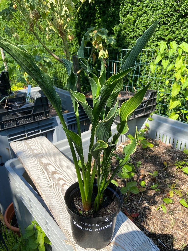 Vaste planten, Vaste plant, Halfschaduw, Zomer, Ophalen