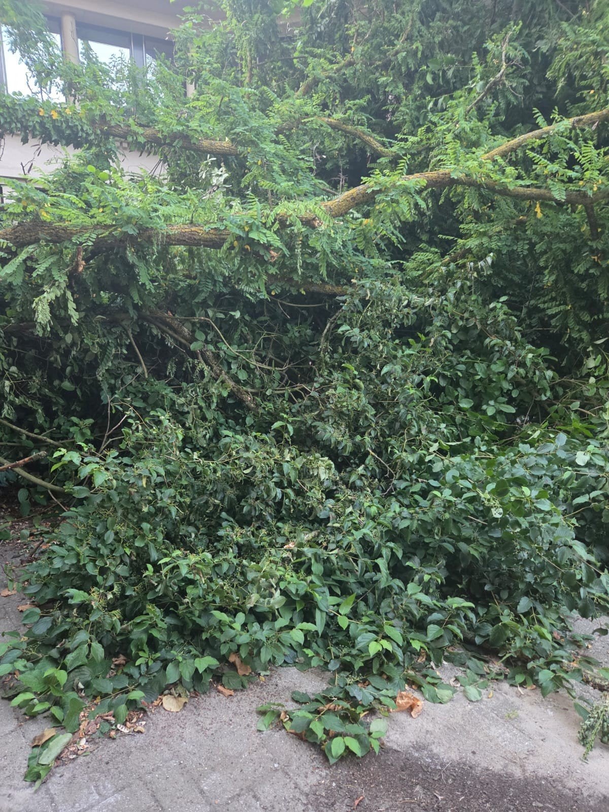 Bois d'un arbre à donner, Ophalen