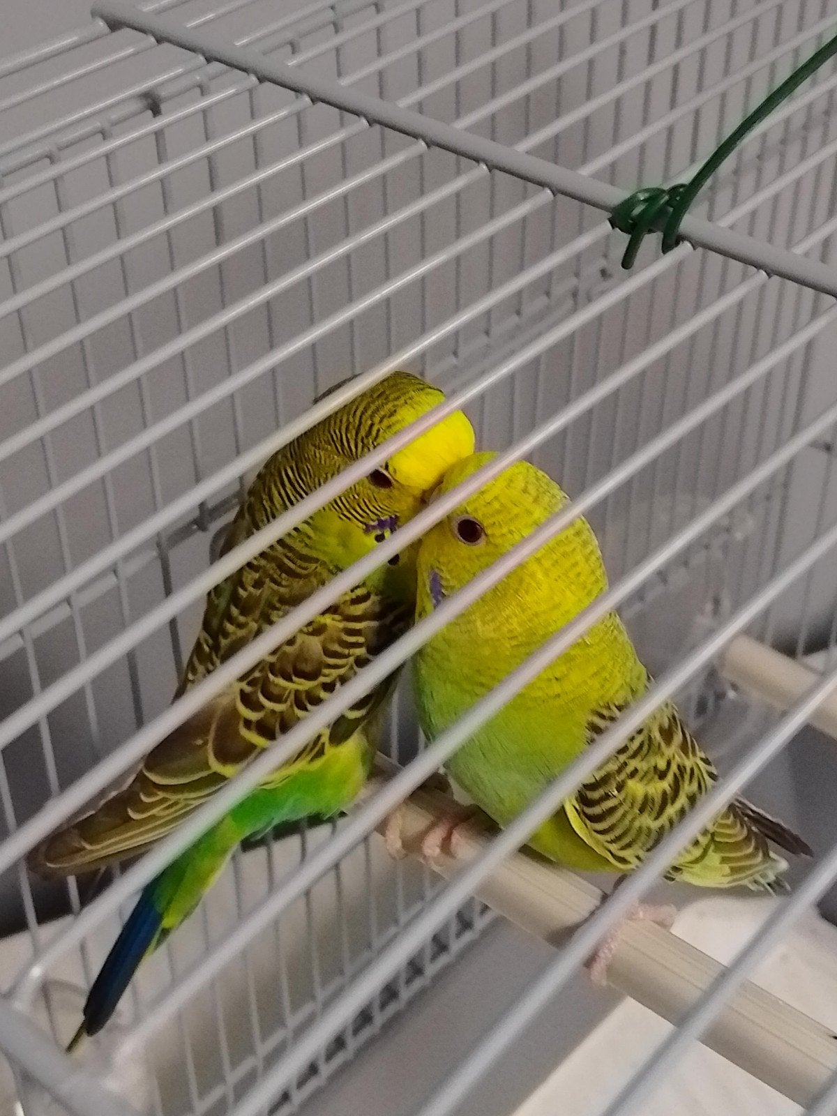 Jonge kweekrijpe grasparkietjes met of zonder KOOI, Dieren en Toebehoren, Vogels | Parkieten en Papegaaien, Meerdere dieren, Parkiet