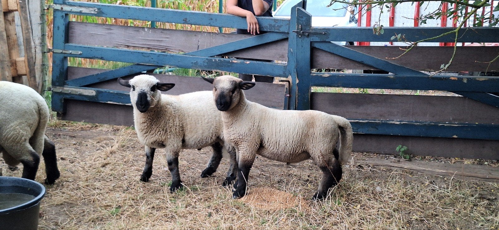 Hampshire down rammen