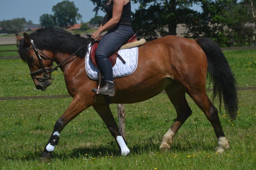 Leuke allround merrie, B, Poney de récréation, Poney D (1.37 m à 1.48m), Jument