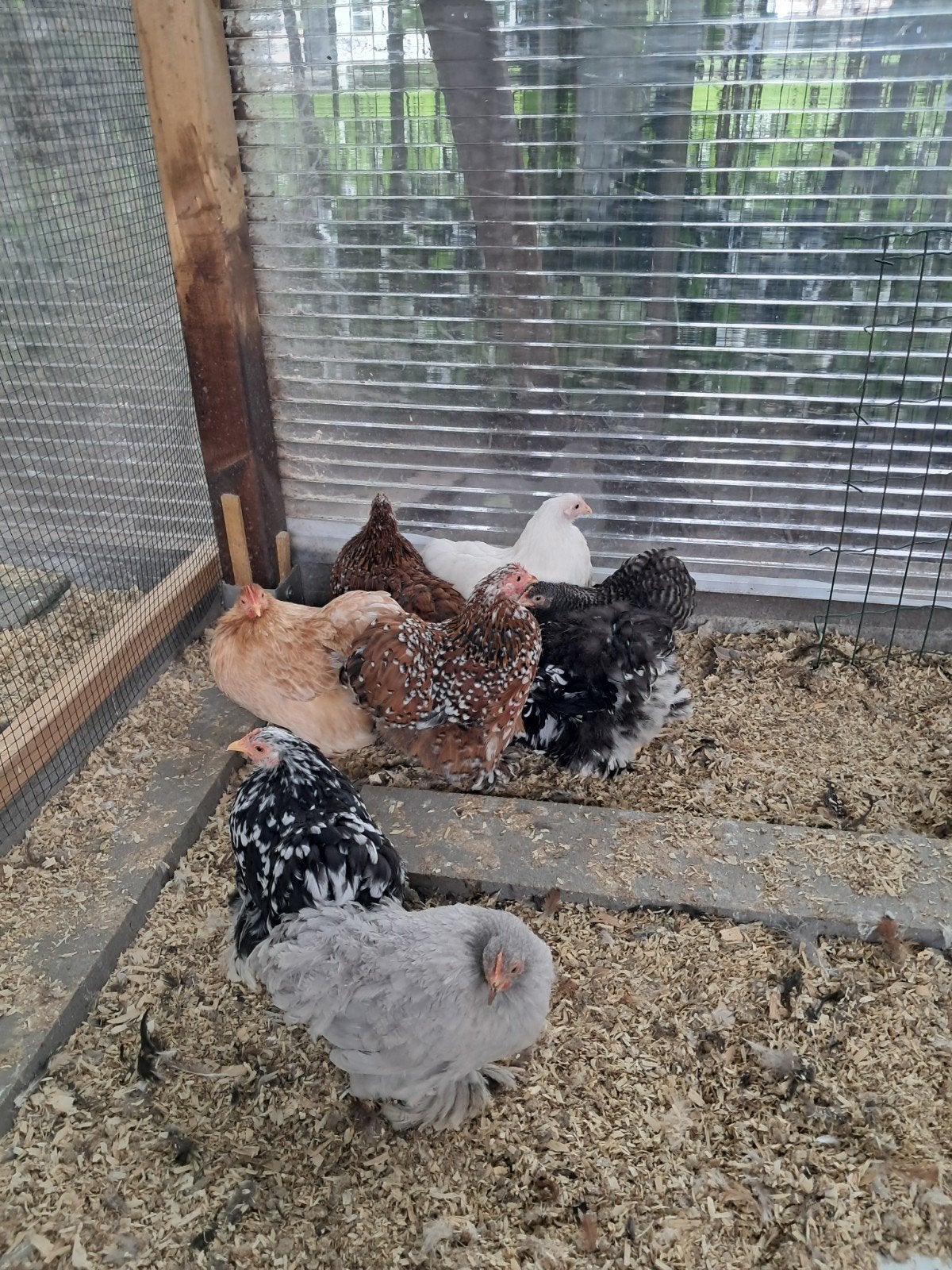 Cochin kriel hennen, Femelle, Poule ou poulet