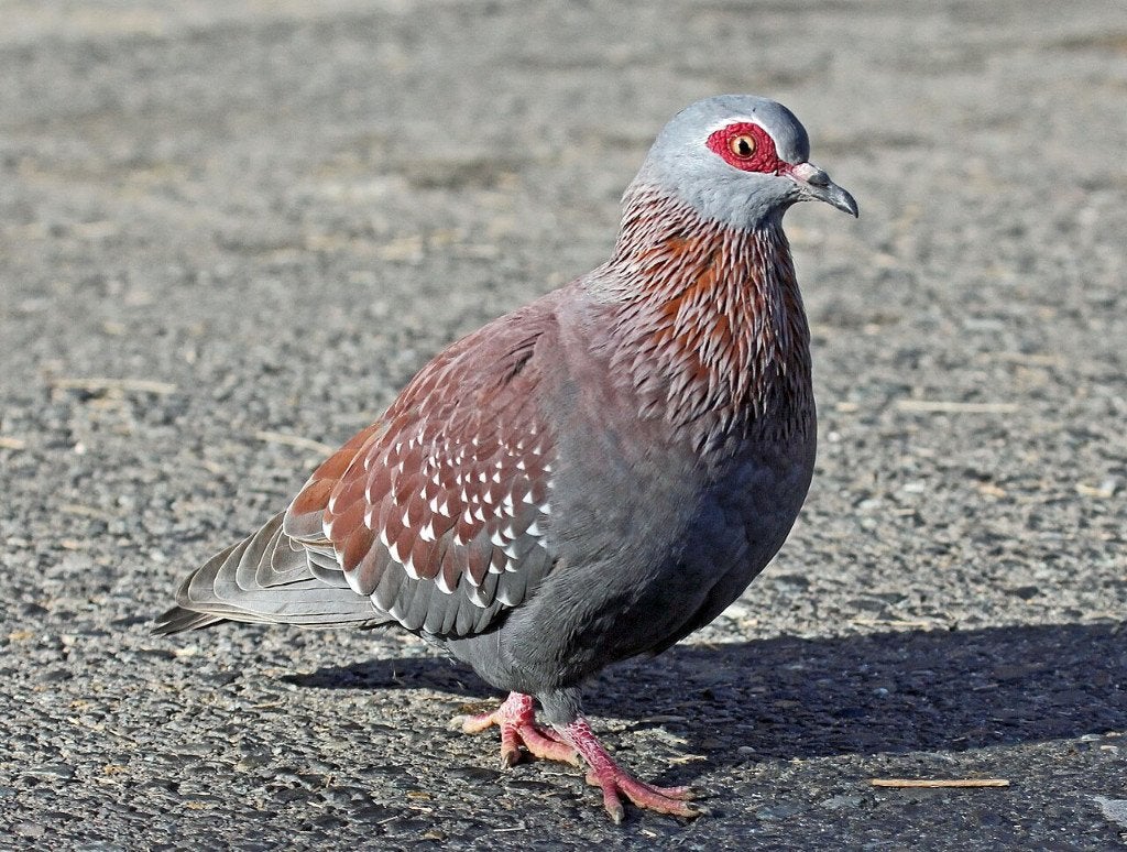 guineaduif, Meerdere dieren