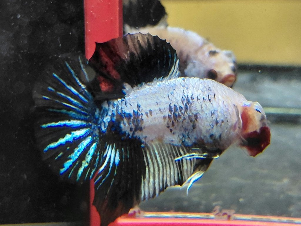 Betta man halfmoonplakat black&white, Dieren en Toebehoren, Vissen | Aquariumvissen, Vis