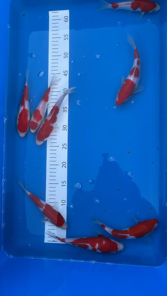 Alle nieuwe koi zjjn binnen 900 stuks, Karper of Koi