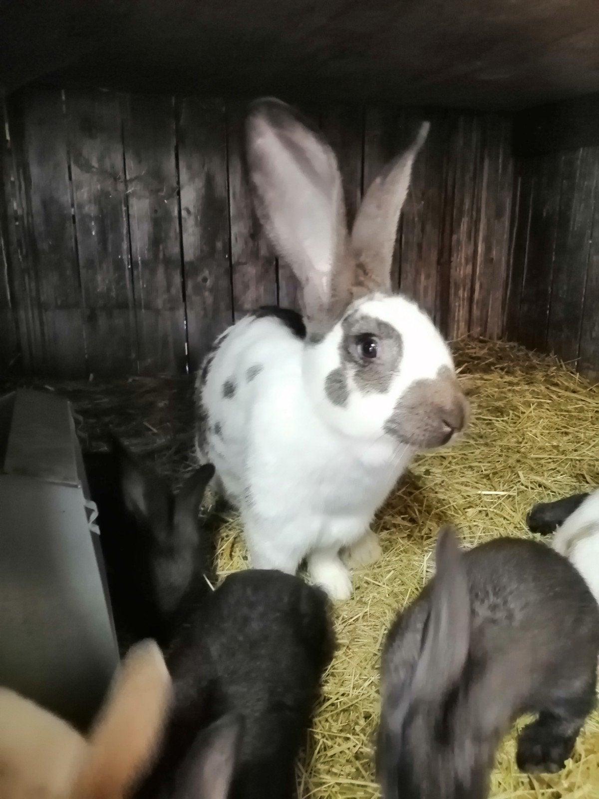 grote vlinder met jonge., Dieren en Toebehoren, Konijnen, Groot