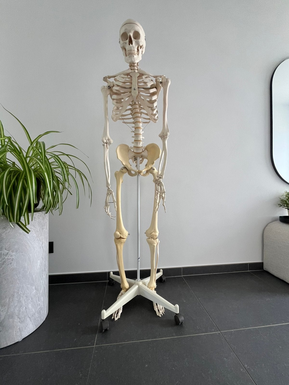 Anatomisch skelet, Diversen, Ophalen, Gebruikt