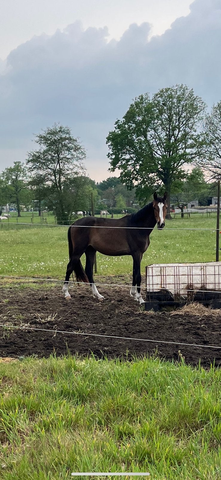 3 jarige springpony te koop, Merrie, Met stamboom, Springpony, 3 tot 6 jaar