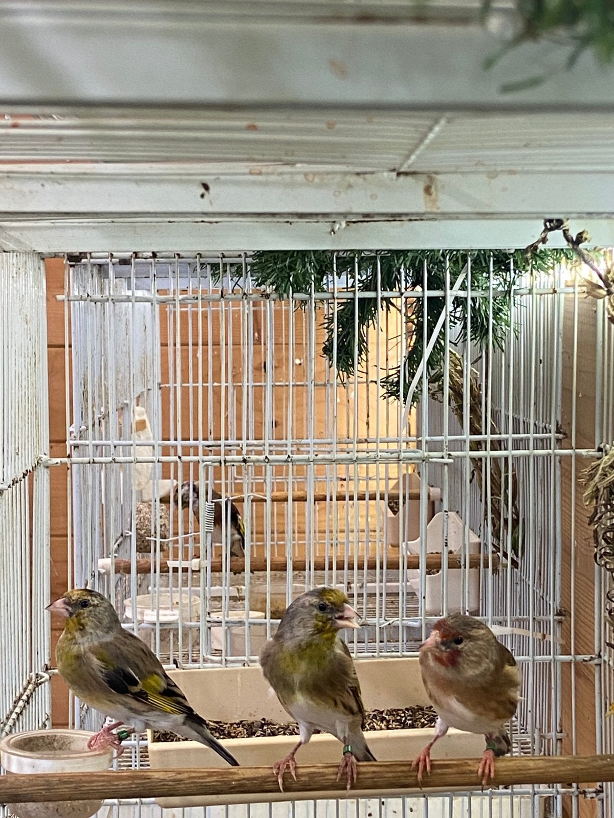 3 mooie kruisingen van 2026 mannen, Dieren en Toebehoren, Mannelijk, Wildzangvogel, Geringd